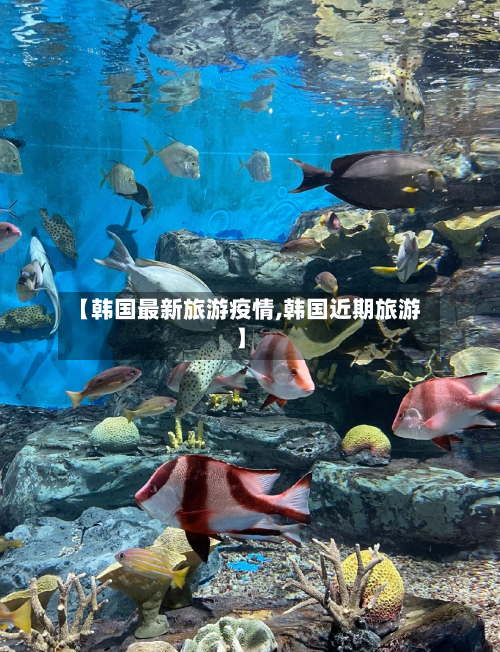 【韩国最新旅游疫情,韩国近期旅游】-第3张图片