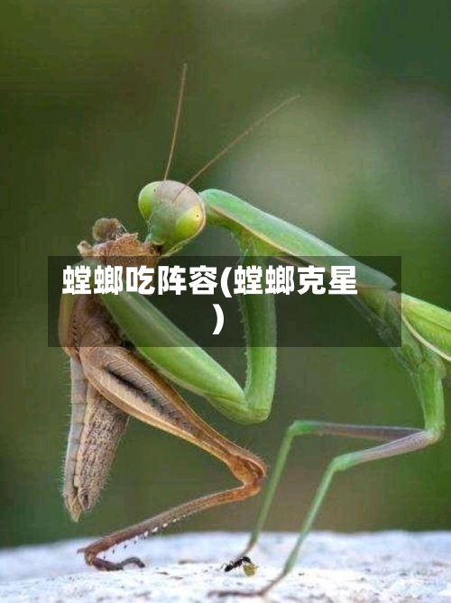 螳螂吃阵容(螳螂克星)