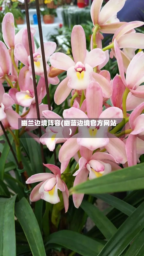 幽兰边境阵容(幽蓝边境官方网站)-第2张图片
