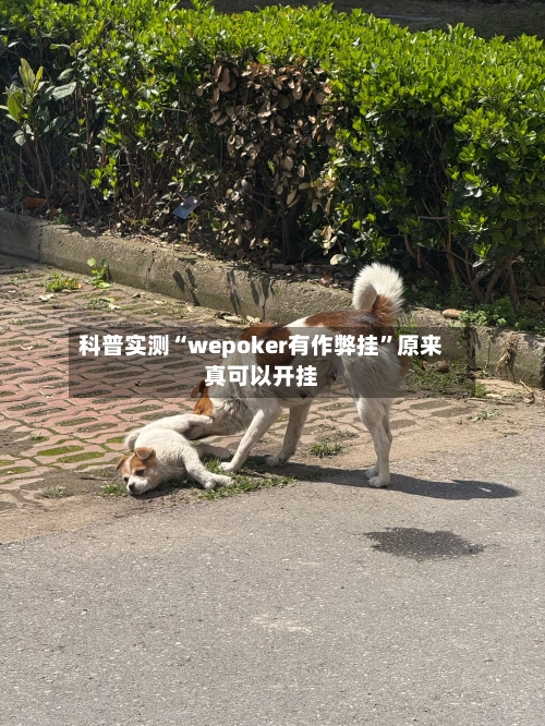 科普实测“wepoker有作弊挂	”原来真可以开挂-第2张图片